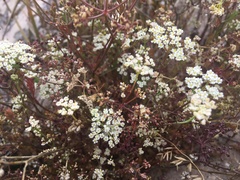 Dasispermum hispidum