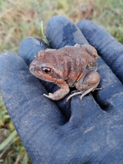 Limnodynastes dumerilii dumerilii