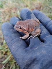 Limnodynastes dumerilii dumerilii