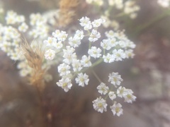 Dasispermum hispidum