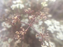 Dasispermum hispidum