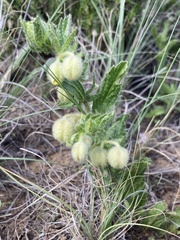 Hermannia grandistipula
