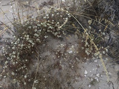 Dasispermum hispidum