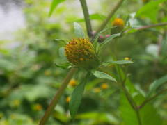 Bidens frondosa