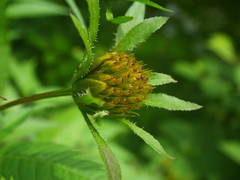 Bidens frondosa