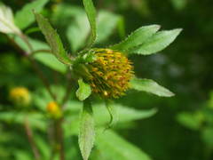 Bidens frondosa