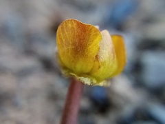 Ranunculus enysii