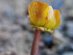 Ranunculus enysii
