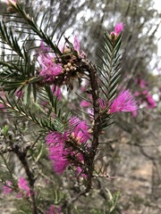 Melaleuca wilsonii