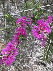 Melaleuca wilsonii