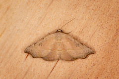 Laspeyria concavata