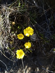 Ranunculus enysii