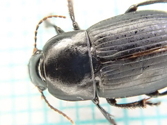 Harpalus serripes