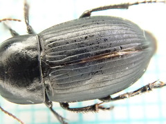 Harpalus serripes