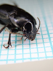 Harpalus serripes