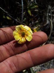 Ranunculus enysii