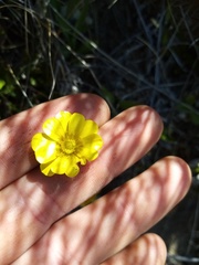 Ranunculus enysii