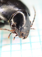 Harpalus serripes