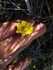 Ranunculus enysii