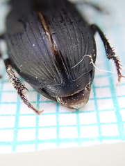 Harpalus serripes