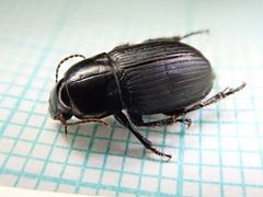 Harpalus serripes
