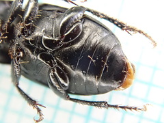 Harpalus serripes
