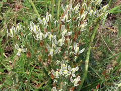 Albuca longifolia
