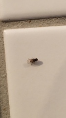 Cyclorrhapha