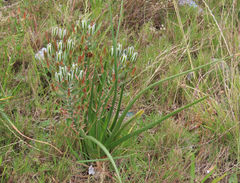 Albuca longifolia