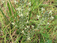 Albuca longifolia