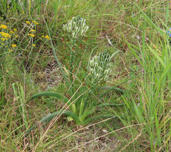 Albuca longifolia