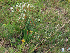 Albuca longifolia