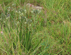 Albuca longifolia