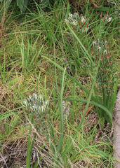 Albuca longifolia