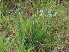Albuca longifolia
