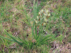 Albuca longifolia