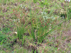 Albuca longifolia