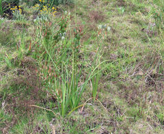 Albuca longifolia
