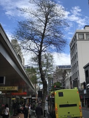 Alnus cordata