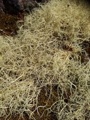 Usnea contexta
