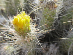 Tephrocactus weberi