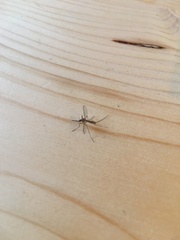 Culicidae