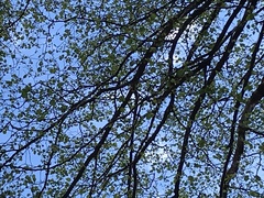 Alnus cordata