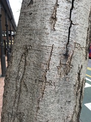 Alnus cordata