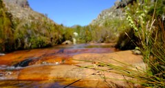 Chrysitrix junciformis