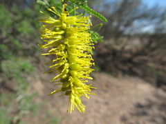 Prosopis torquata
