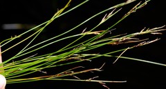 Schoenus gracillimus