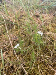 Asperula scoparia