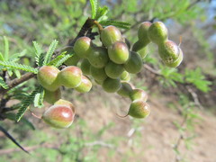 Prosopis torquata