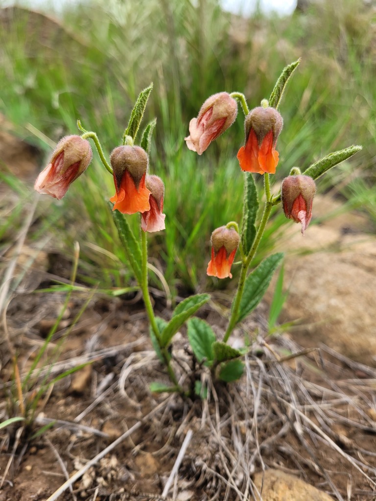 Hermannia cristata